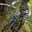 Championnat de France VTT 2012 aux Gets   Photos de Herve Madec   DSC0597  Copier .JPG