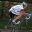 Chrono Twinner a Locoal Mendon  56    Dimanche 14 octobre 2012  Photos Alexia Tintinger  DSC07112.JPG